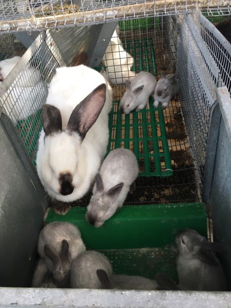 EB8A0F13-A5ED-4BC3-8B2E-2C13B26EBA1D - 9 - Vizita crescătorie Bodo Elek si Zsold Istvan Tg Mures