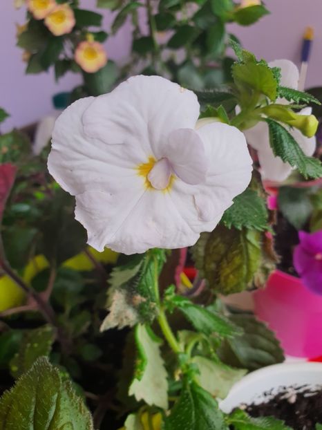 White Glory - White Glory