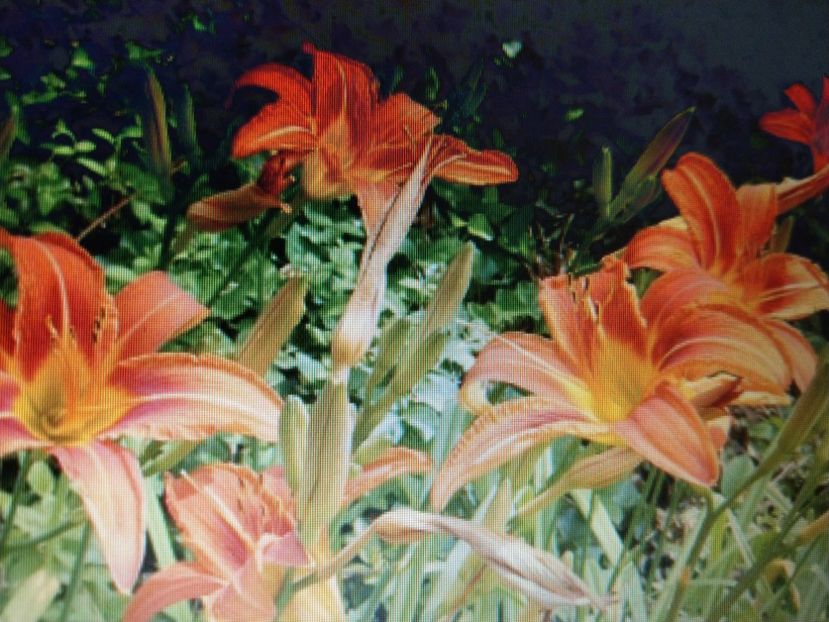 Hemerocallis - Ofer la schimb