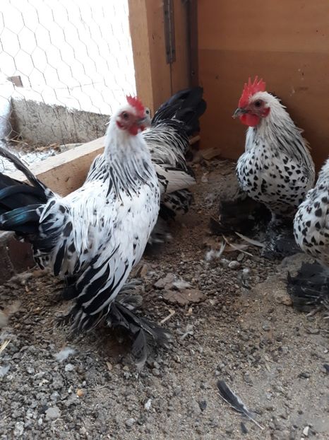  - GAINI MII DE FLORI DE VANZARE