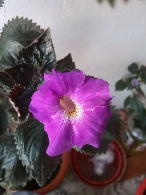 TEXAS BLUE BAJOU - AA RIZOMI ACHIMENES 2022