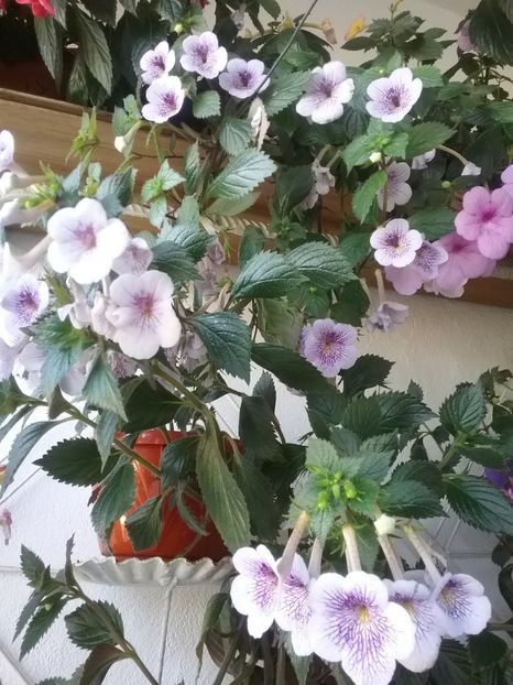  - 2016 achimenes