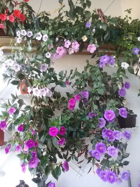  - 2016 achimenes