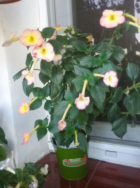  - 2016 achimenes