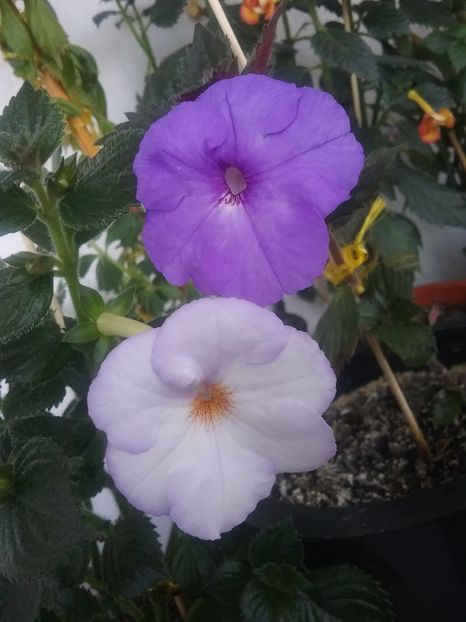 20190915_181423(0) - 2016 achimenes