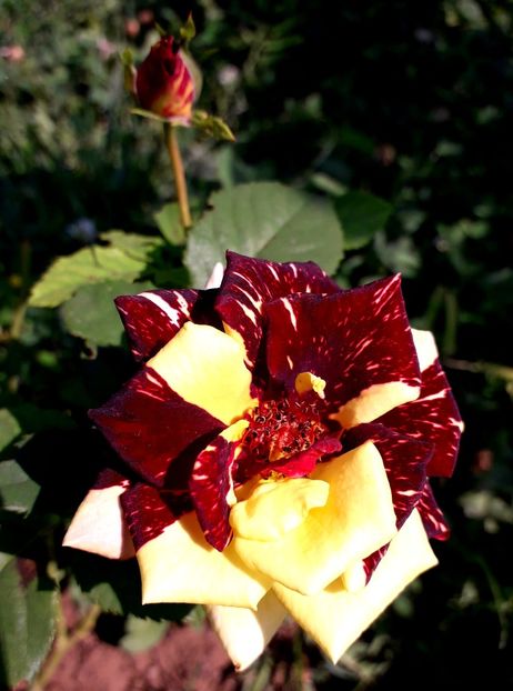  - TRANDAFIRI_2019_2020_2024