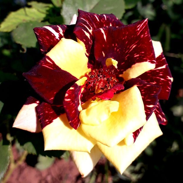  - TRANDAFIRI_2019_2020_2024