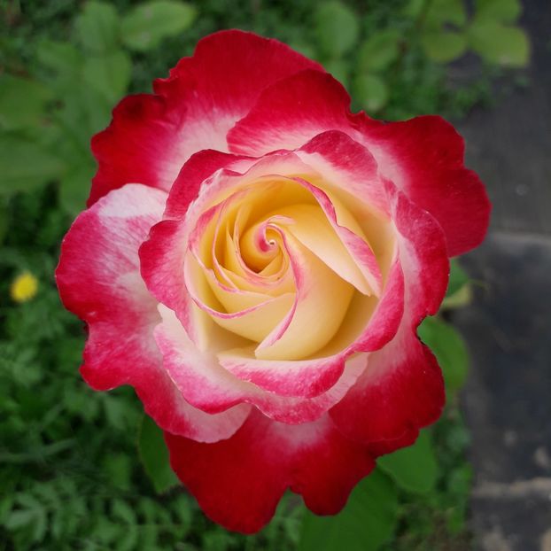  - TRANDAFIRI_2019_2020_2024