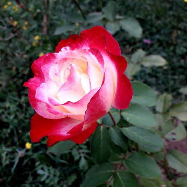  - TRANDAFIRI_2019_2020_2024