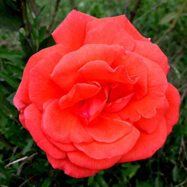  - TRANDAFIRI_2019_2020_2024