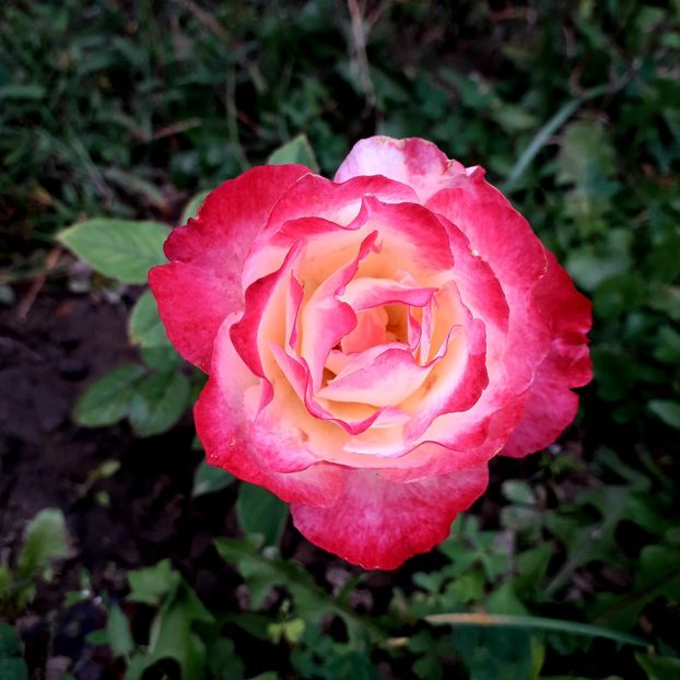  - TRANDAFIRI_2019_2020_2024