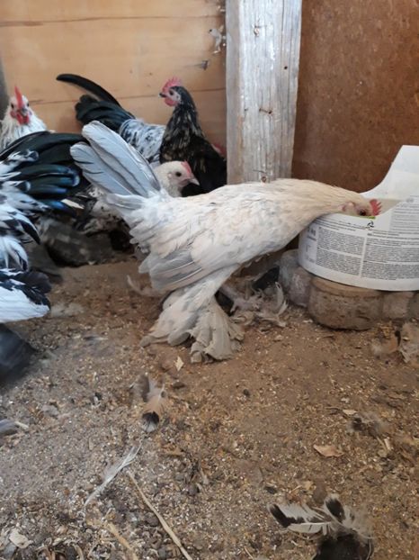  - GAINI MII DE FLORI DE VANZARE