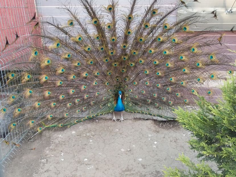  - pauni umeri negri
