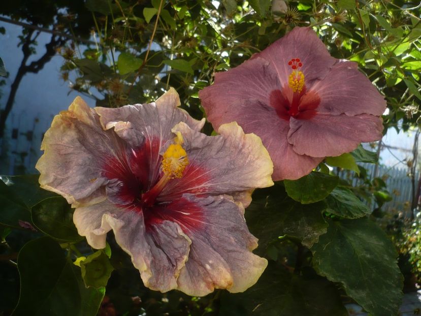 P1430033 - HIBISCUSI 2019-3