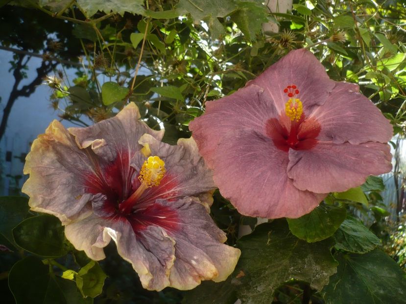 P1430034 - HIBISCUSI 2019-3