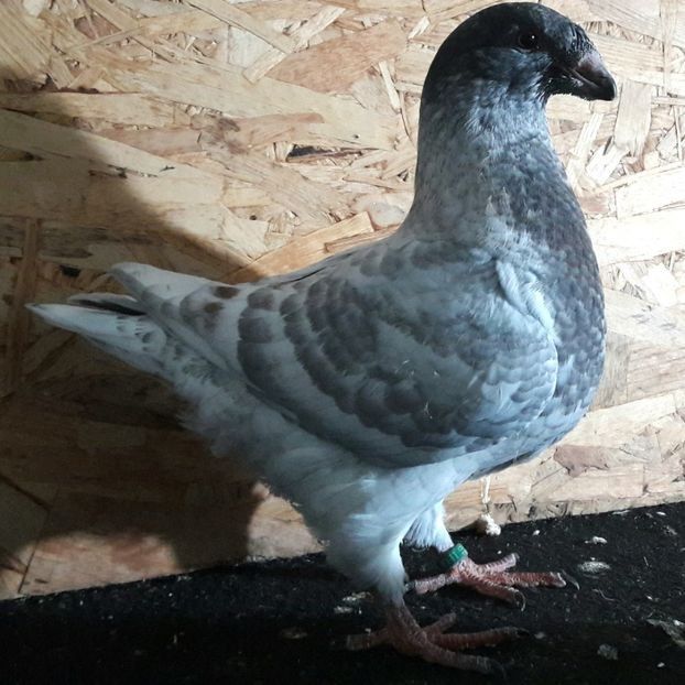  - 3---AGH DAȚI 2019 - 2025