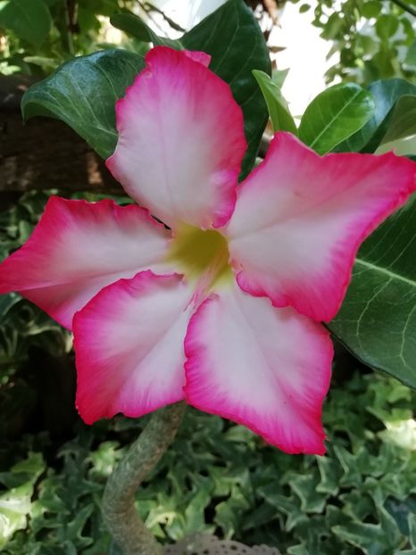  - Grădina 2019 sfârșit de sezon