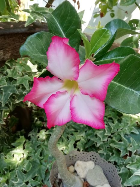  - Grădina 2019 sfârșit de sezon