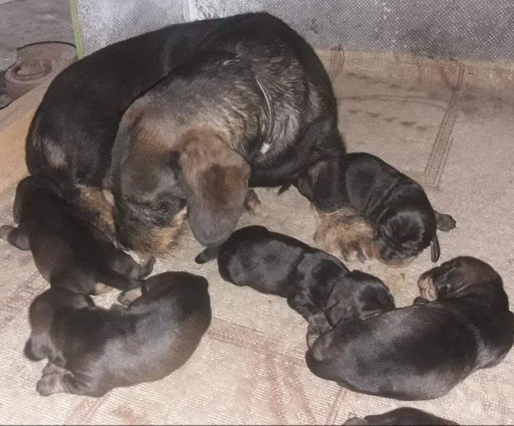  - litera G din BOCK si BLACKIE 2019