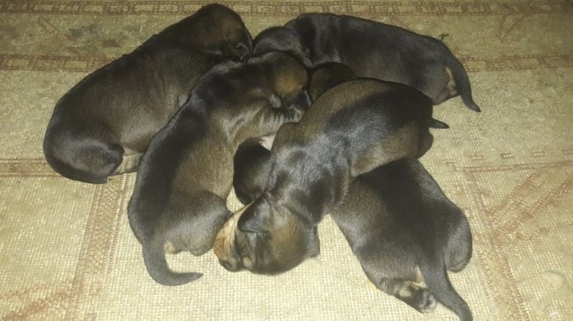  - litera G din BOCK si BLACKIE 2019