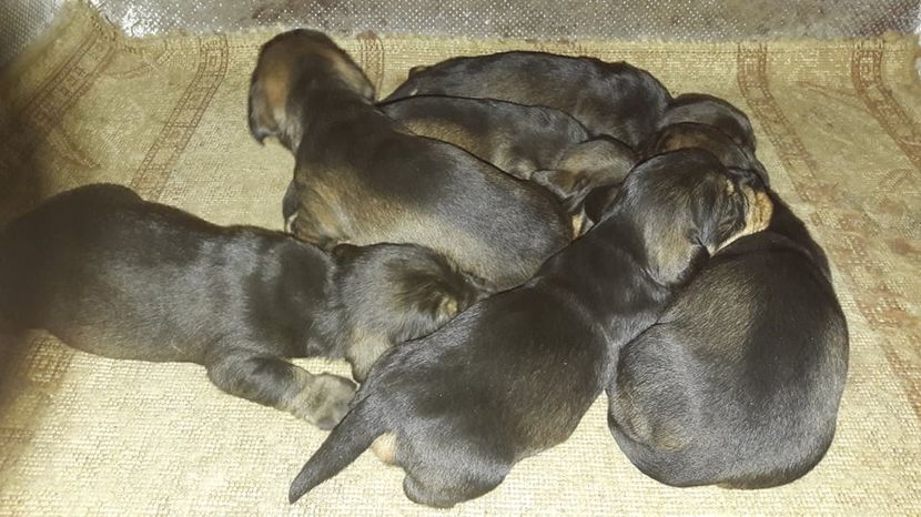  - litera G din BOCK si BLACKIE 2019