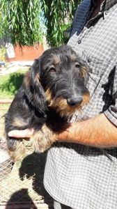  - Teckel cu par sarmos ZULU femela