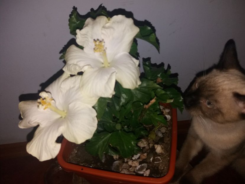  - Florile mele septembrie 2019