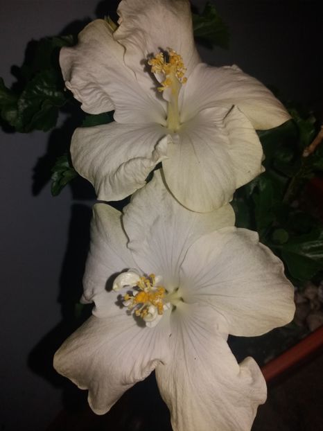  - Florile mele septembrie 2019