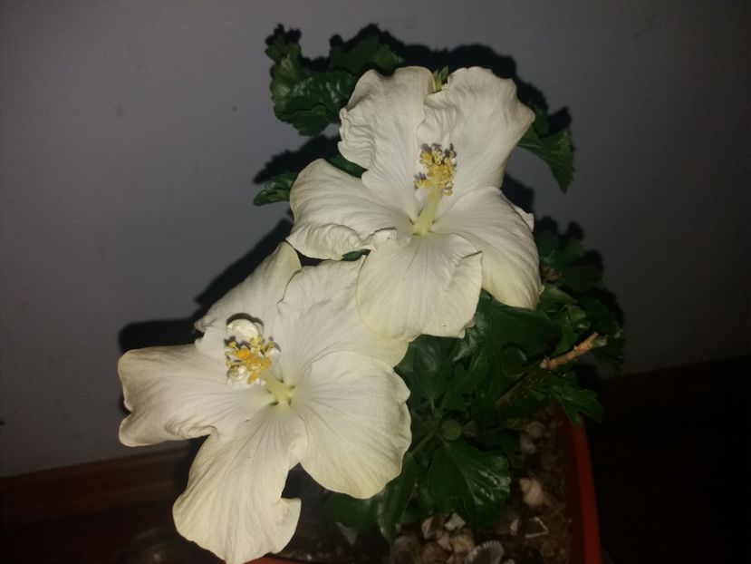  - Florile mele septembrie 2019