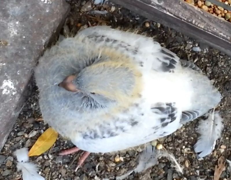 PL19-U571 - a- SAMCE- Males