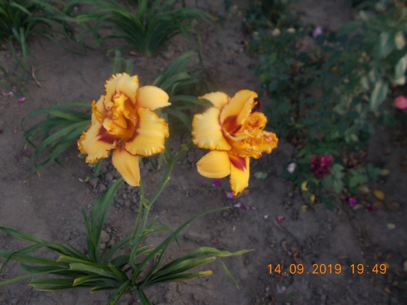  - HEMEROCALLISI 2019-noutati si remnontantii din acest an