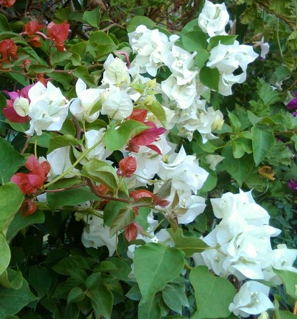 Penelopa(floare alba simpla) - bougainvillea 2019
