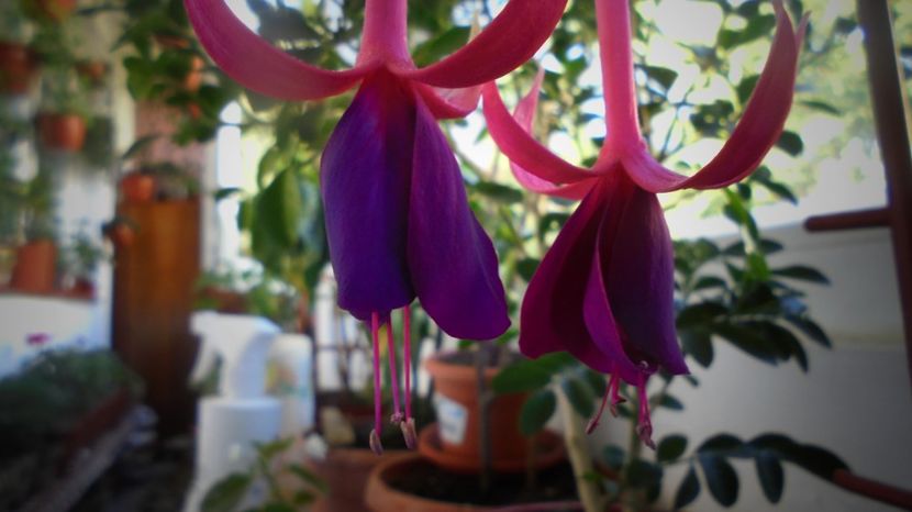 Multumiri si urari de bine,din inima! - Stelute