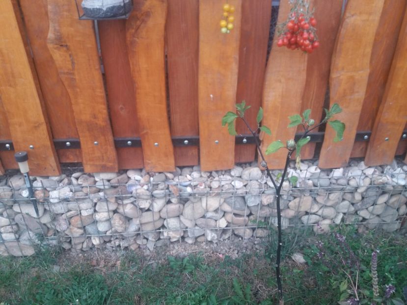 20190908_191640 - Copy - toamna 2019