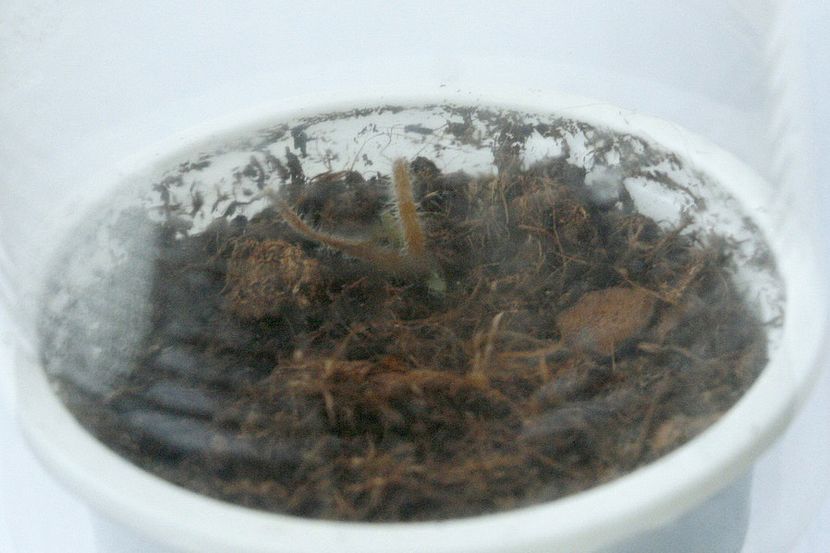 16.09.19 - 2 Inradacinare tija florala