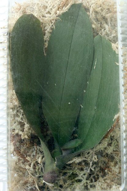 16.09.19 - 4 Putrezire radacini