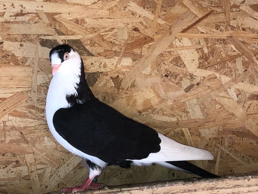 mascul  2019 - Voliera numărul 4