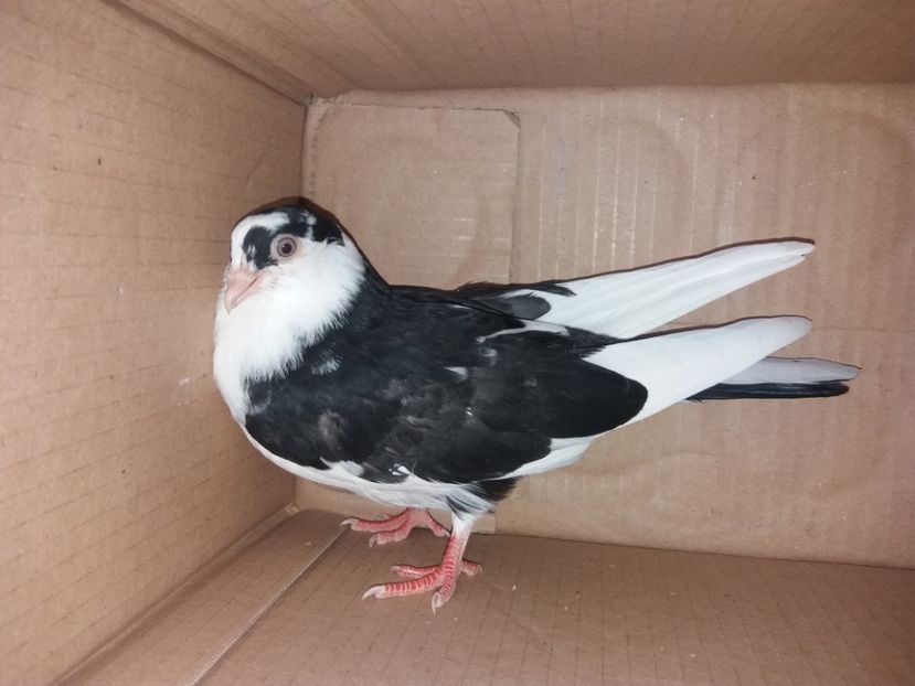 7097  femelă  2019 - Plecați ALBUM 2