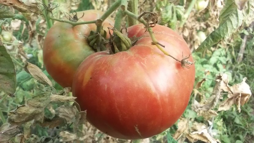 - TOMATE 2019 ALBUM 14