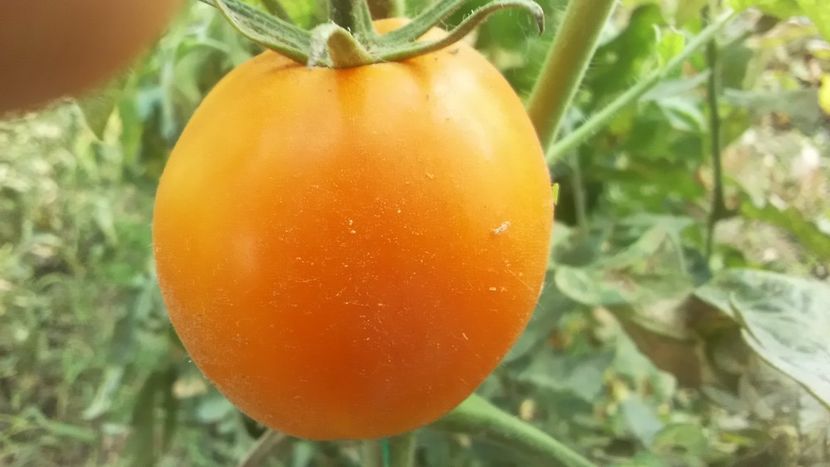  - TOMATE 2019 ALBUM 14