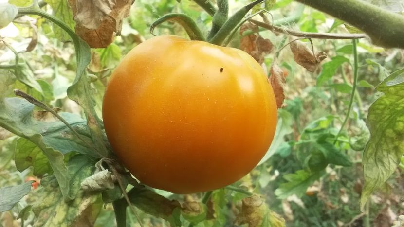  - TOMATE 2019 ALBUM 14