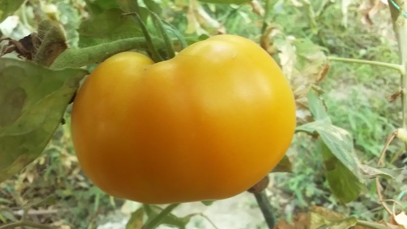  - TOMATE 2019 ALBUM 14