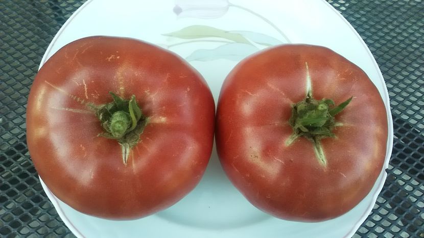  - TOMATE 2019 ALBUM 14