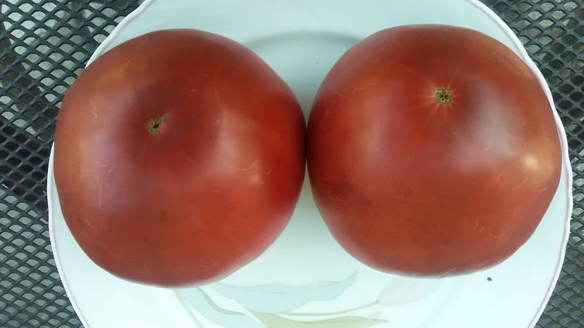  - TOMATE 2019 ALBUM 14