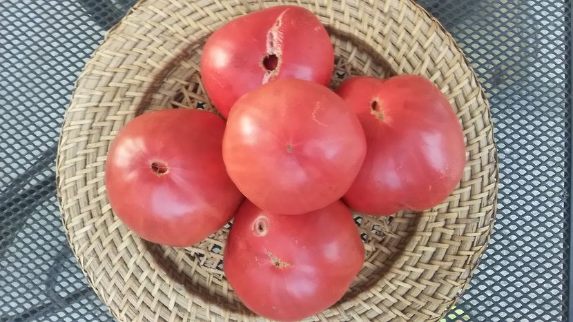  - TOMATE 2019 ALBUM 14