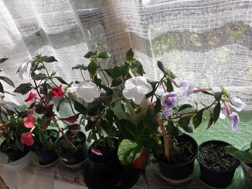  - Achimenes 2019