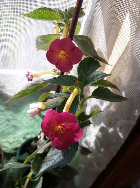  - Achimenes 2019