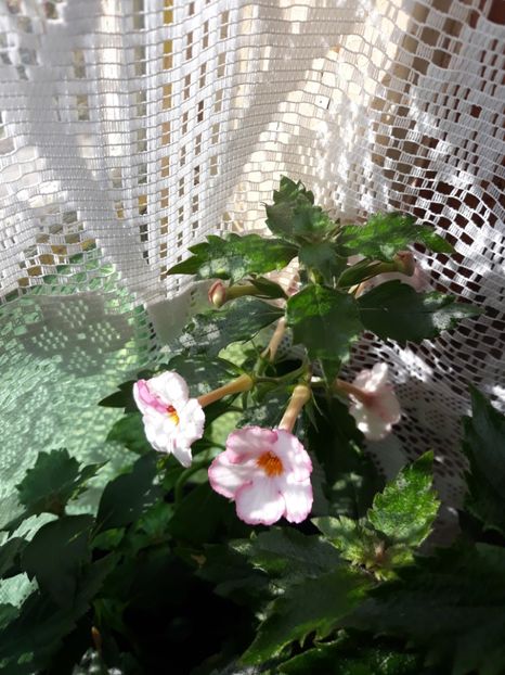  - Achimenes 2019