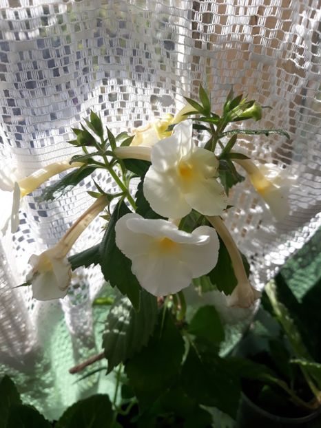  - Achimenes 2019