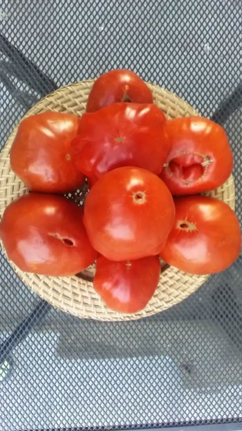  - TOMATE 2019 ALBUM 14